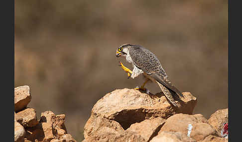 Lannerfalke sspec.1 (Falco biarmicus erlangeri)