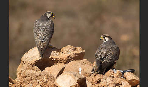 Lannerfalke sspec.1 (Falco biarmicus erlangeri)