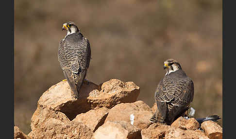 Lannerfalke sspec.1 (Falco biarmicus erlangeri)