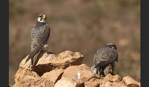 Lannerfalke sspec.1 (Falco biarmicus erlangeri)