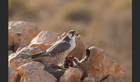 Lannerfalke sspec.1 (Falco biarmicus erlangeri)