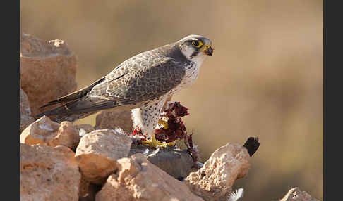 Lannerfalke sspec.1 (Falco biarmicus erlangeri)