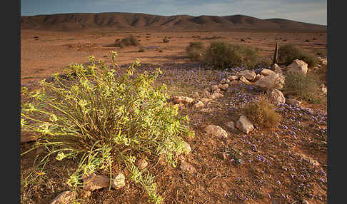 Strandflieder (Limonium spec.)