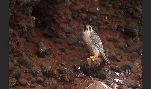 Wüstenfalke (Falco pelegrinoides)