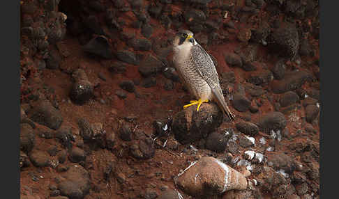 Wüstenfalke (Falco pelegrinoides)