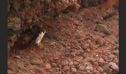 Wüstenfalke (Falco pelegrinoides)