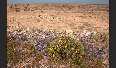 Strandflieder (Limonium spec.)