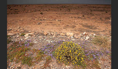 Strandflieder (Limonium spec.)