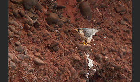 Wüstenfalke (Falco pelegrinoides)