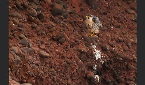 Wüstenfalke (Falco pelegrinoides)