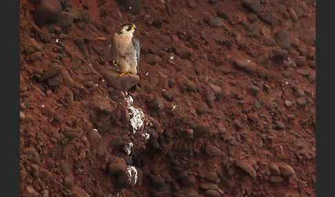 Wüstenfalke (Falco pelegrinoides)