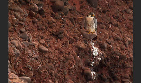 Wüstenfalke (Falco pelegrinoides)