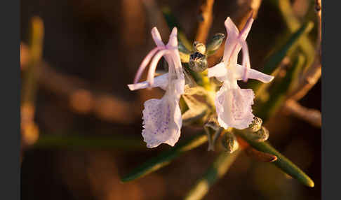 Rosmarin (Rosmarinus officinalis)