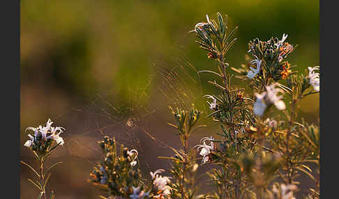 Rosmarin (Rosmarinus officinalis)