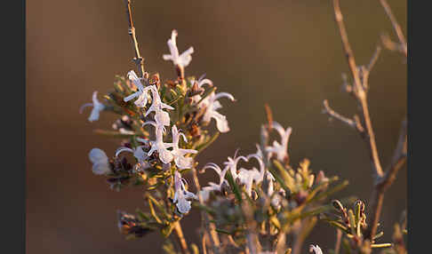 Rosmarin (Rosmarinus officinalis)