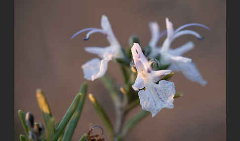 Rosmarin (Rosmarinus officinalis)