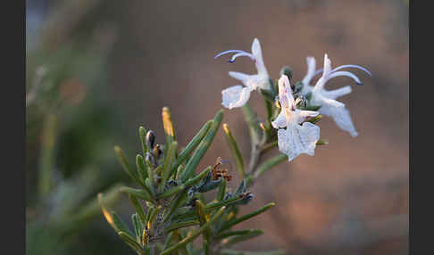 Rosmarin (Rosmarinus officinalis)