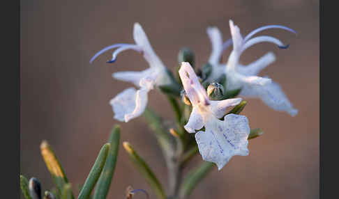 Rosmarin (Rosmarinus officinalis)