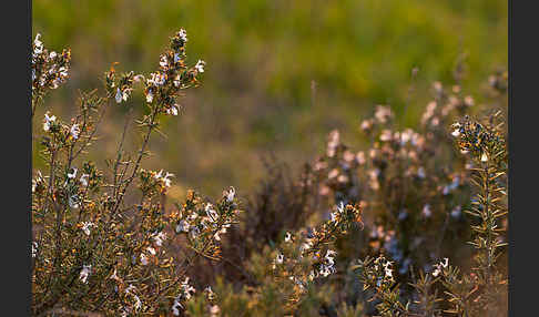 Rosmarin (Rosmarinus officinalis)