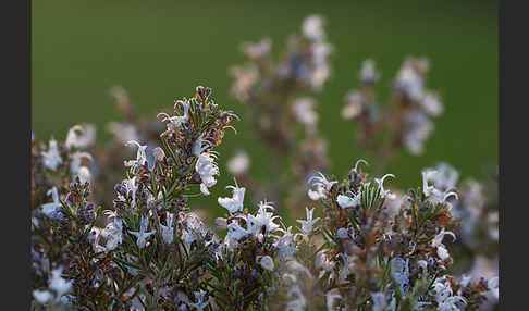 Rosmarin (Rosmarinus officinalis)