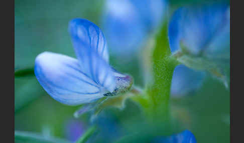 Schmalblättrige Lupine (Lupinus angustifolius)