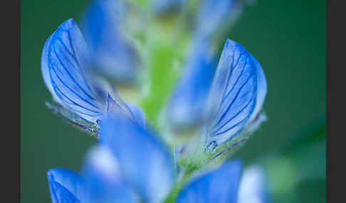 Schmalblättrige Lupine (Lupinus angustifolius)