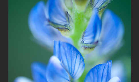 Schmalblättrige Lupine (Lupinus angustifolius)