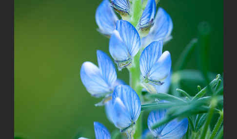 Schmalblättrige Lupine (Lupinus angustifolius)