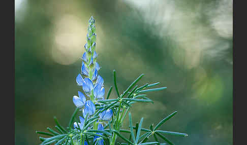 Schmalblättrige Lupine (Lupinus angustifolius)