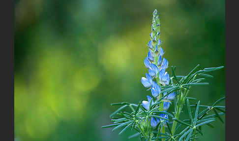 Schmalblättrige Lupine (Lupinus angustifolius)