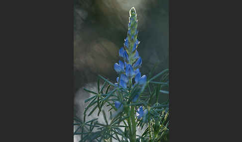 Schmalblättrige Lupine (Lupinus angustifolius)