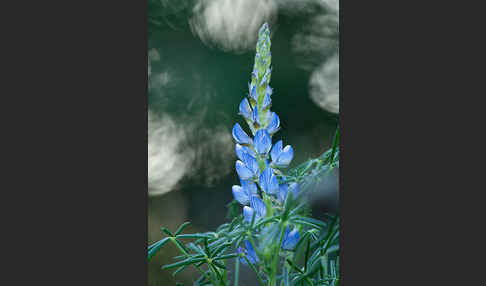 Schmalblättrige Lupine (Lupinus angustifolius)