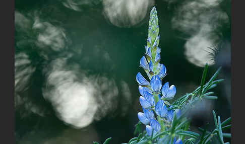 Schmalblättrige Lupine (Lupinus angustifolius)