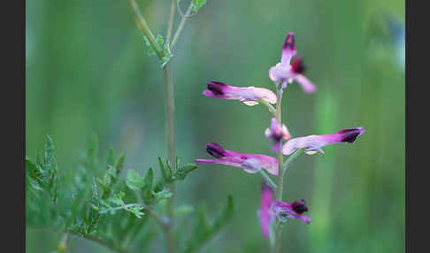 Ranken-Erdrauch (Fumaria capreolata)