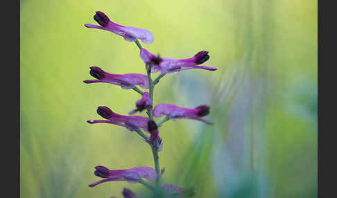 Ranken-Erdrauch (Fumaria capreolata)