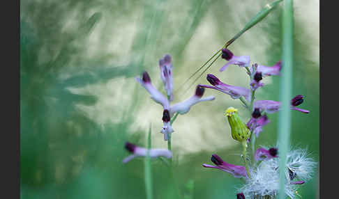 Ranken-Erdrauch (Fumaria capreolata)