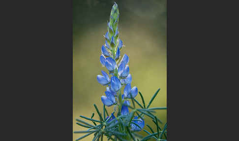 Schmalblättrige Lupine (Lupinus angustifolius)