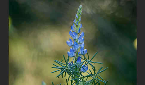 Schmalblättrige Lupine (Lupinus angustifolius)