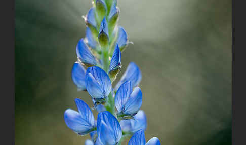 Schmalblättrige Lupine (Lupinus angustifolius)