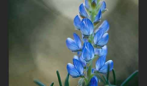 Schmalblättrige Lupine (Lupinus angustifolius)