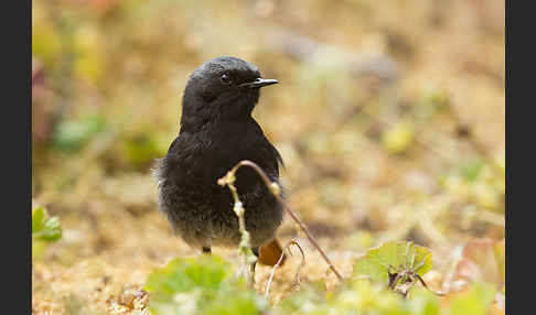 Hausrotschwanz (Phoenicurus ochruros)