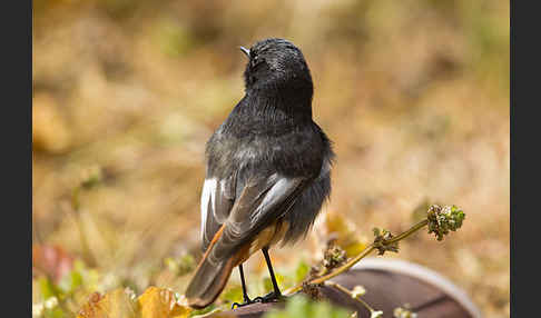 Hausrotschwanz (Phoenicurus ochruros)