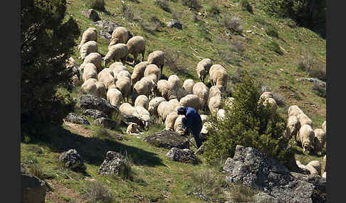 Merinoschaf (Ovis gmelini aries sspec.3)