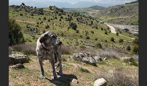 Haushund (Canis lupus familiaris)