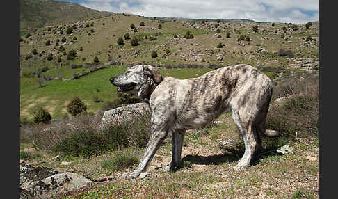 Haushund (Canis lupus familiaris)