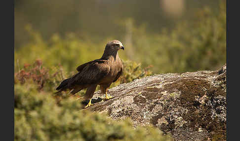 Schwarzmilan (Milvus migrans)