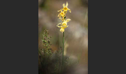 Engelstränen-Narzisse (Narcissus triandrus)