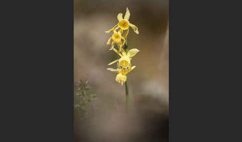 Engelstränen-Narzisse (Narcissus triandrus)