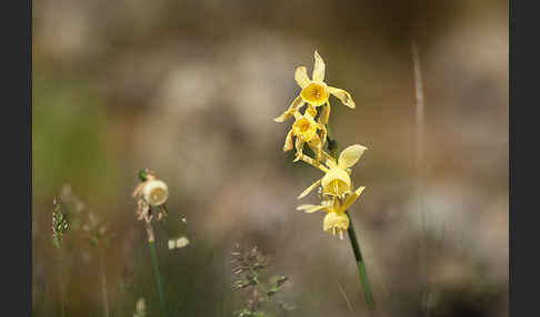 Engelstränen-Narzisse (Narcissus triandrus)