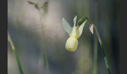 Engelstränen-Narzisse (Narcissus triandrus)